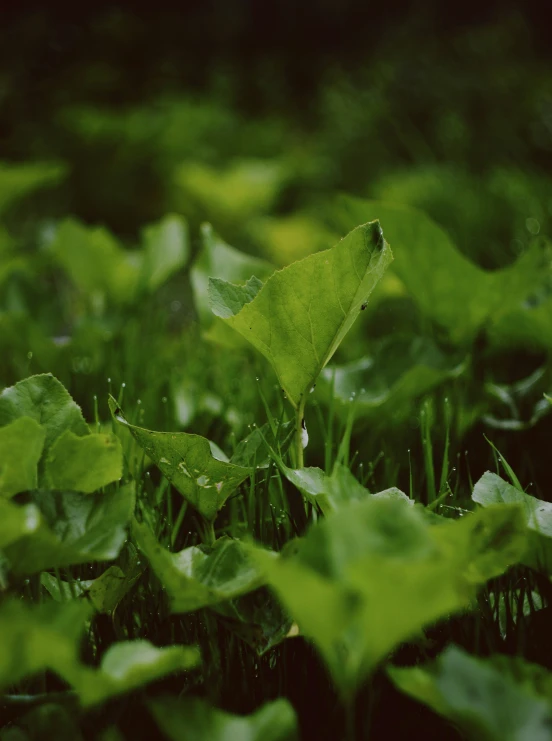 a close up of the water drops from a leaf