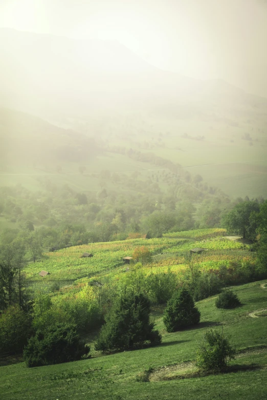 a lush green countryside on a foggy day