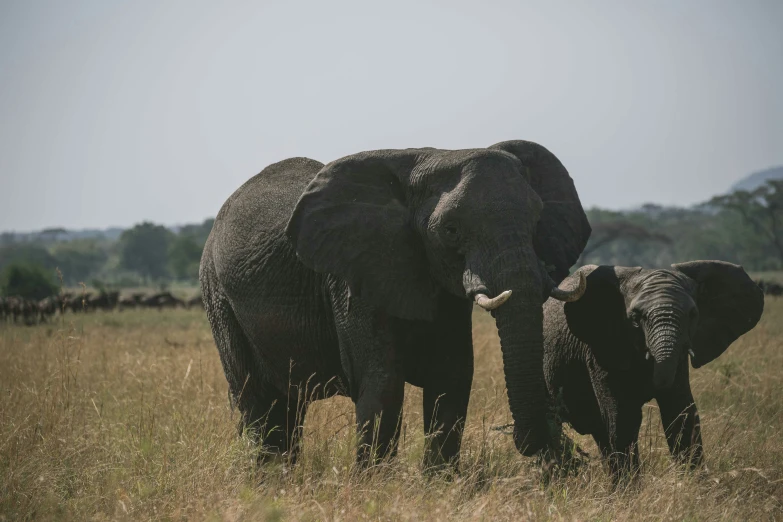 a large elephant standing next to a baby elephant