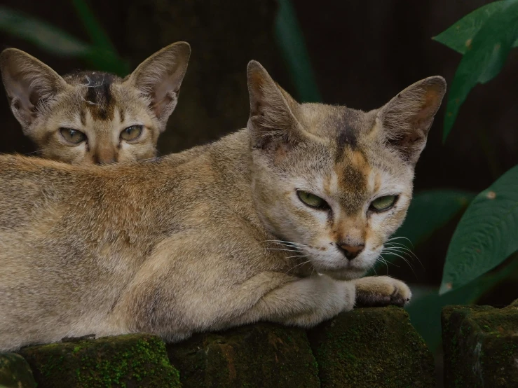 two small cats, one light brown and one dark tan, are sitting on top of a tree stump