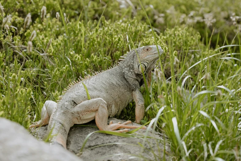 a large lizard sitting on a rock in a field