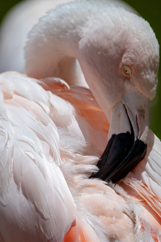 a large bird with a very unusual look on his face