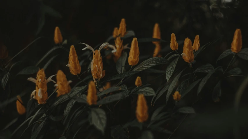 a group of plants is shown in a black room