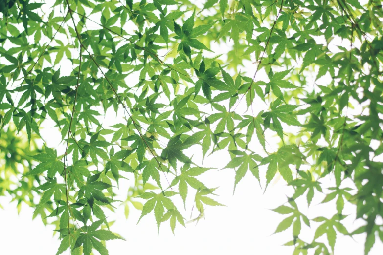 a tree with leaves and sky in the background