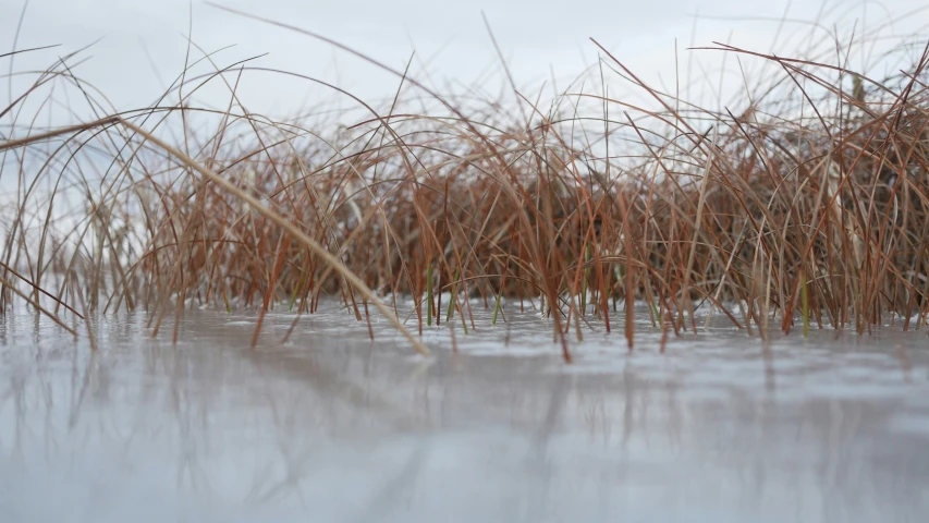 a close up of grass near the water