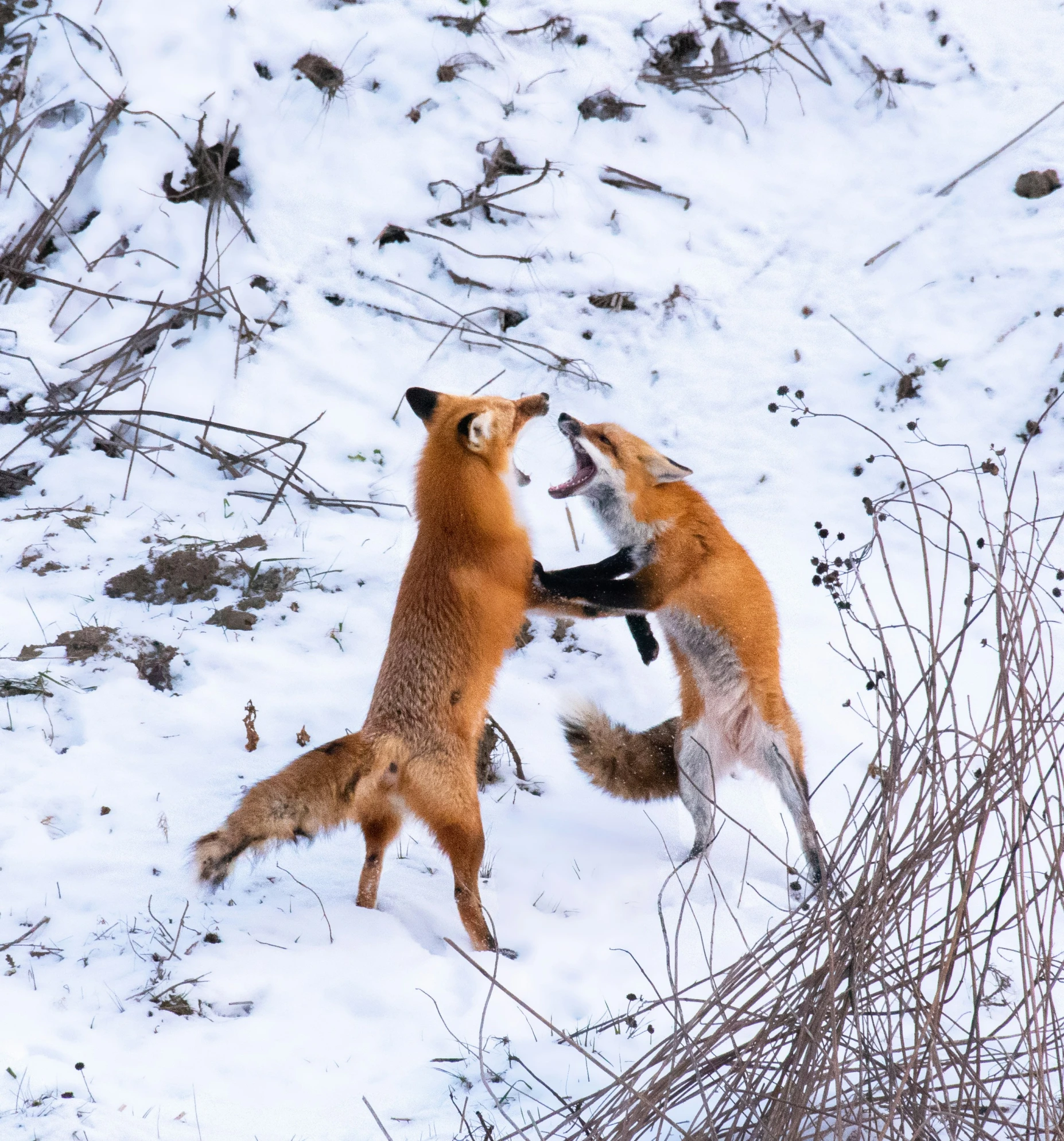 two foxes in a snowy field playing with each other