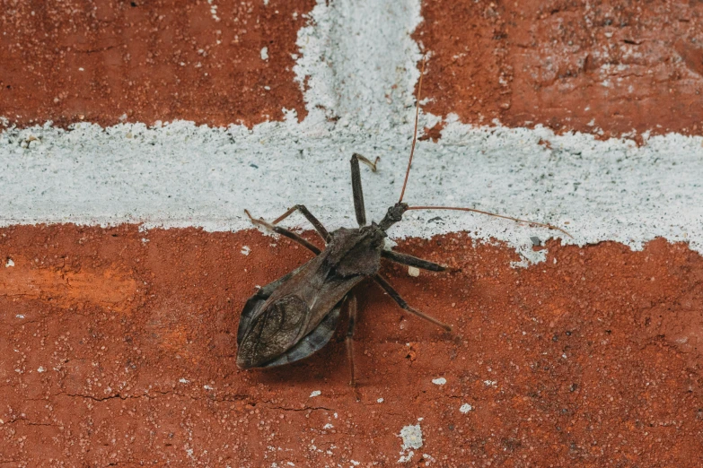 the bug is walking on the wall