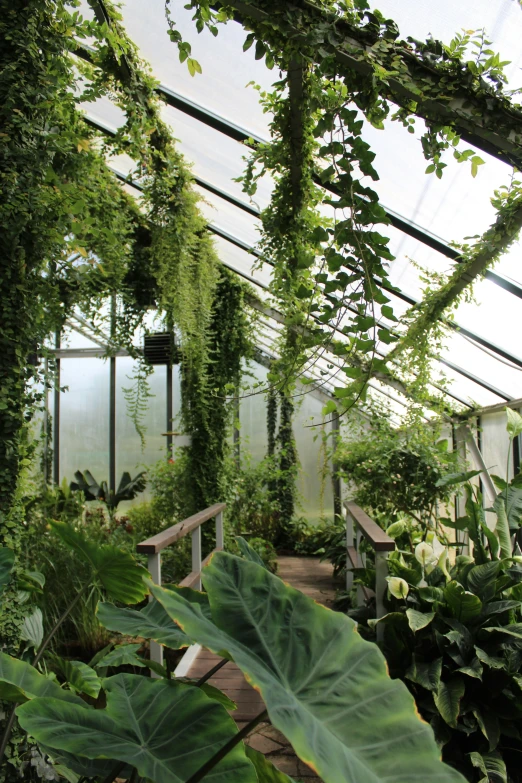 a walkway inside a greenhouse with green foliage