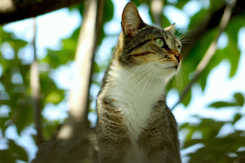 a cat looking upward with a serious look