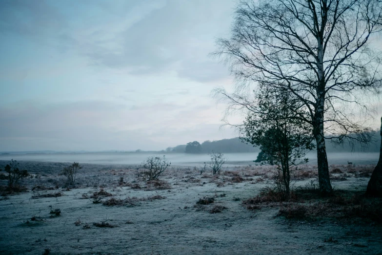 fog covered winter landscape with trees, shrubs and a body of water