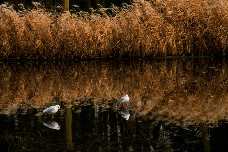 two birds near one another in the water and some reeds