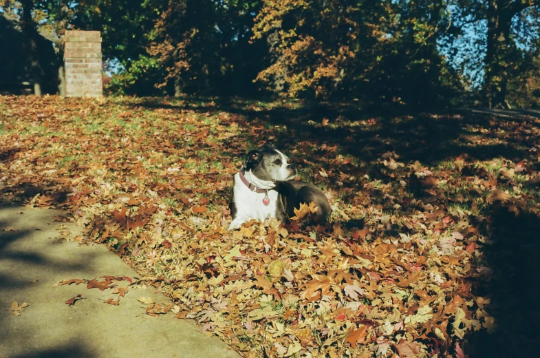 a dog sits in the grass and leaves on a street