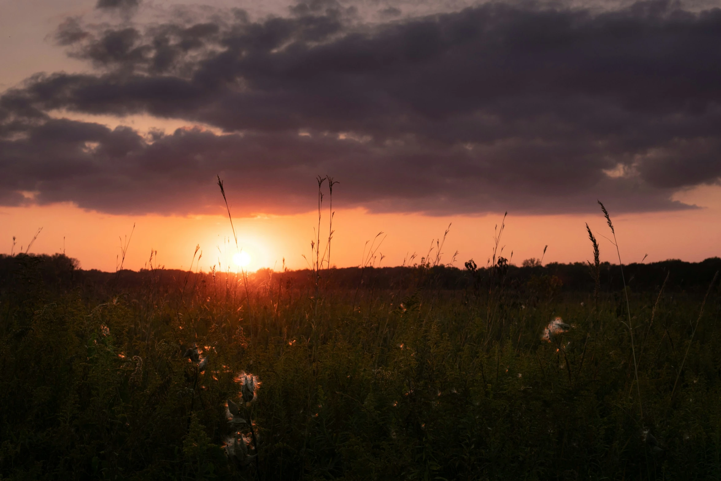 sun setting on the horizon with a field and trees