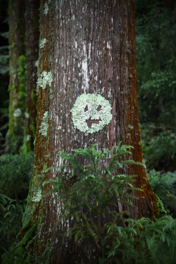 a smile face drawn on the bark of a tree