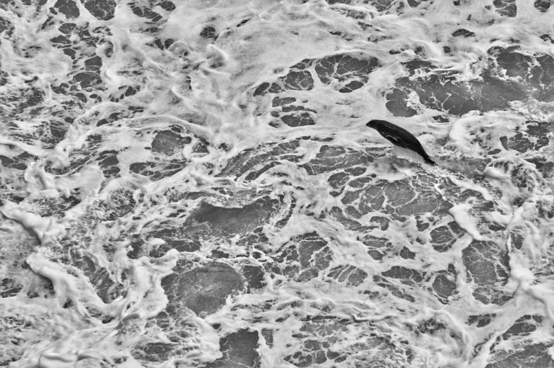 a black bird in the middle of some water