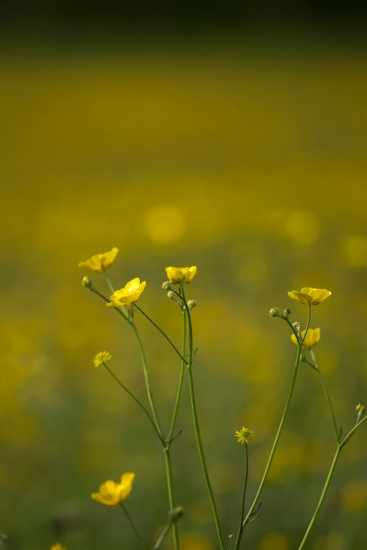 a group of yellow wild flowers on the ground