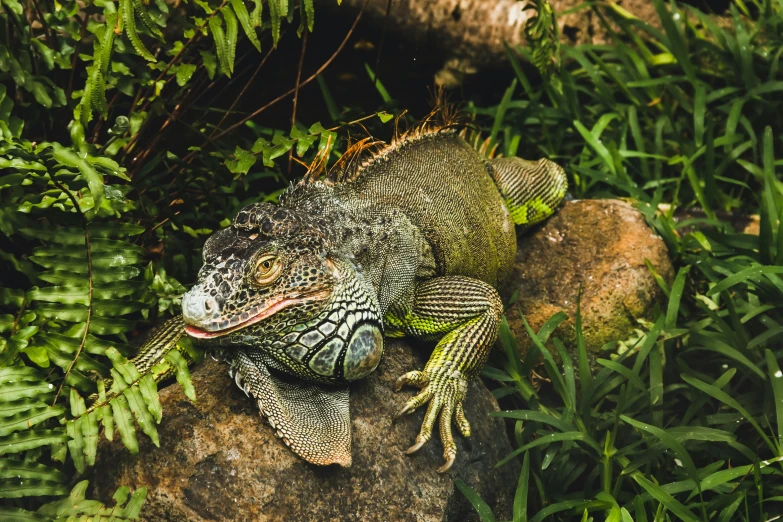 a lizard that is sitting on a rock