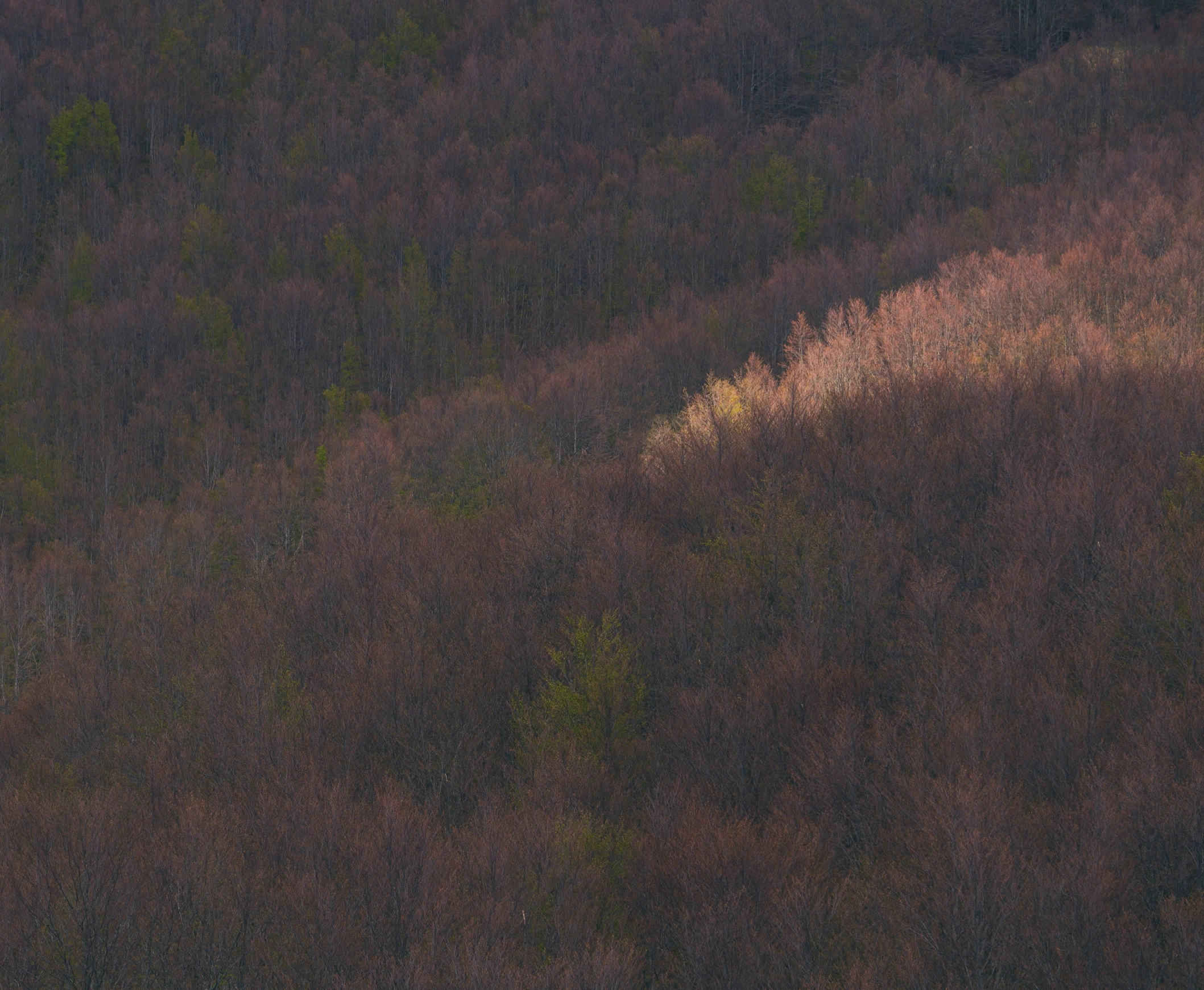 the image shows the top half of a hillside with a red and black horse