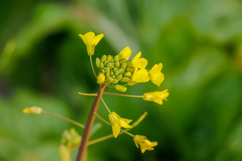 the small yellow flower has green leaves in the background