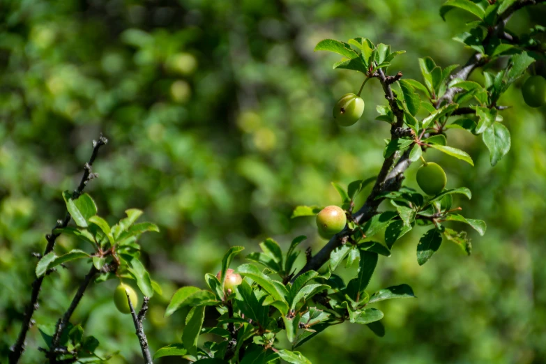 small fruit grows on a tree limb with many leaves