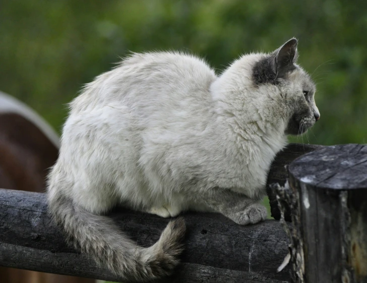 an animal is sitting on a fence post