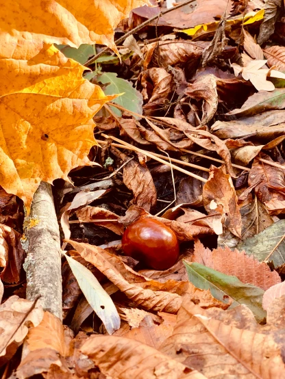 autumn leaves and a red apple laying on the ground