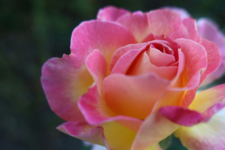 the yellow and red petals are on this large pink rose