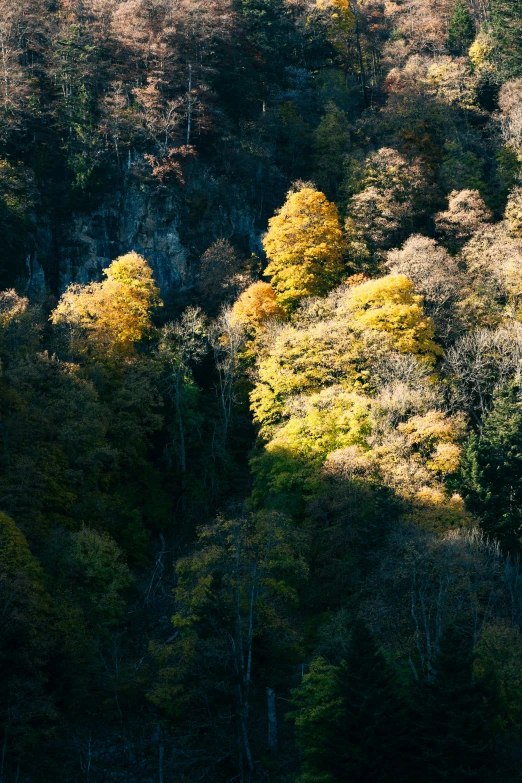 an overhead s of a treeline with trees starting to change color