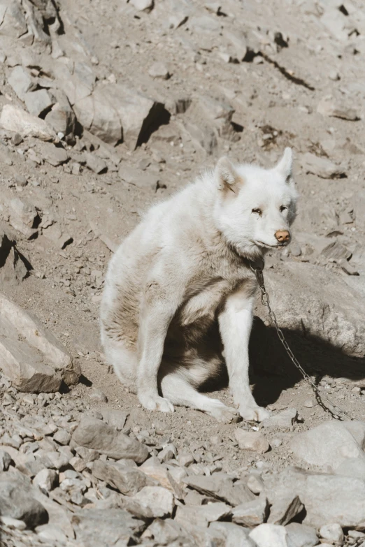 a white fox on the rocks in a rocky landscape