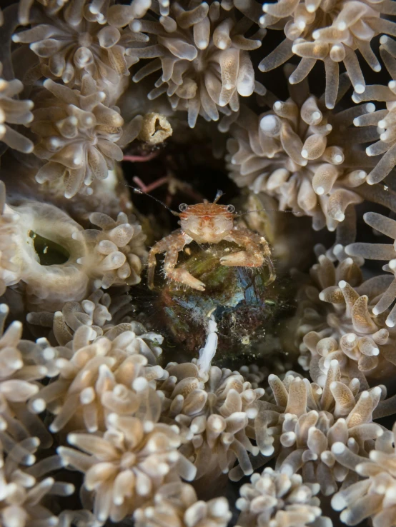 a large sea anemone hiding under an ocean anemone