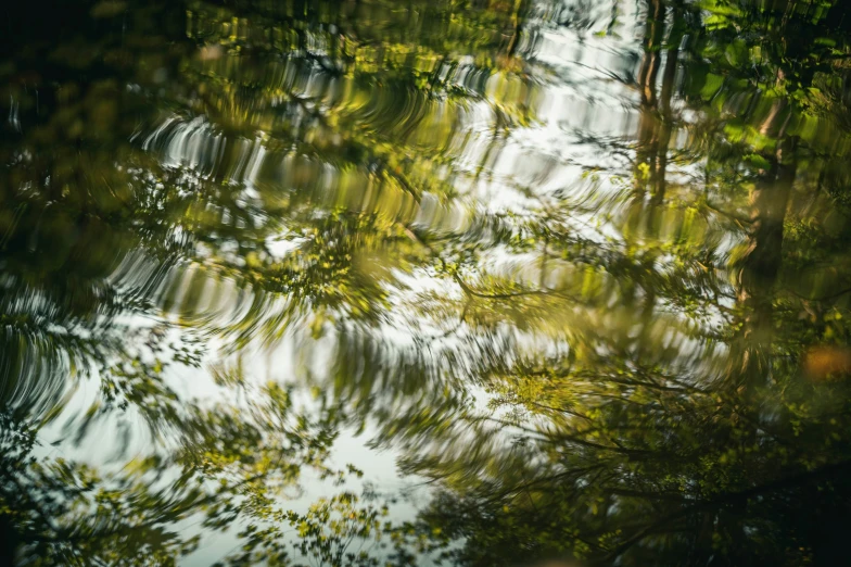 a bunch of trees reflected in some water