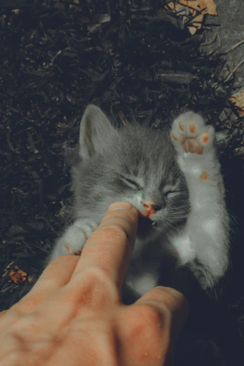 a person holds the paw of a kitten