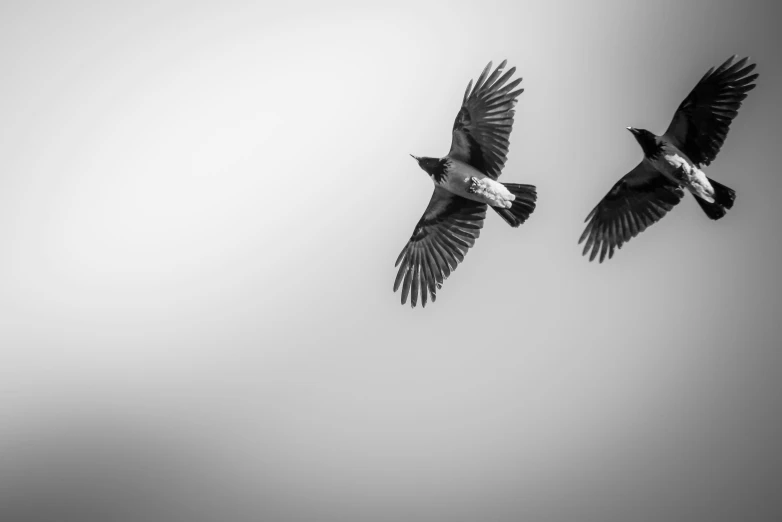 two large birds flying close together in the air