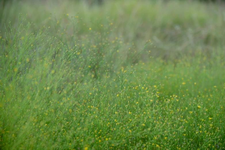 tall, thin weeds and yellow flowers stand in the foreground