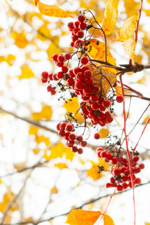 a nch with berries on the nches and leaves of trees