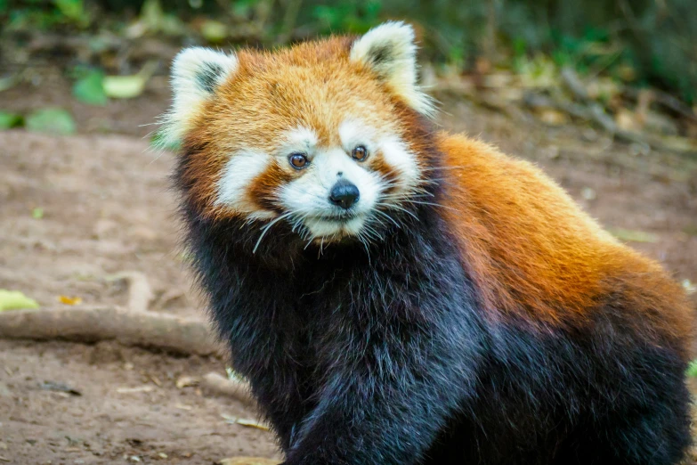 an image of a red panda bear staring at soing