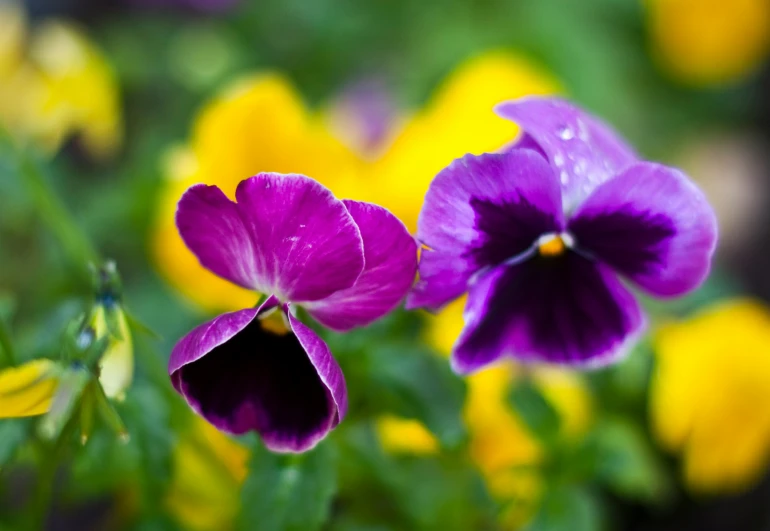 a couple of purple flowers that are in the grass