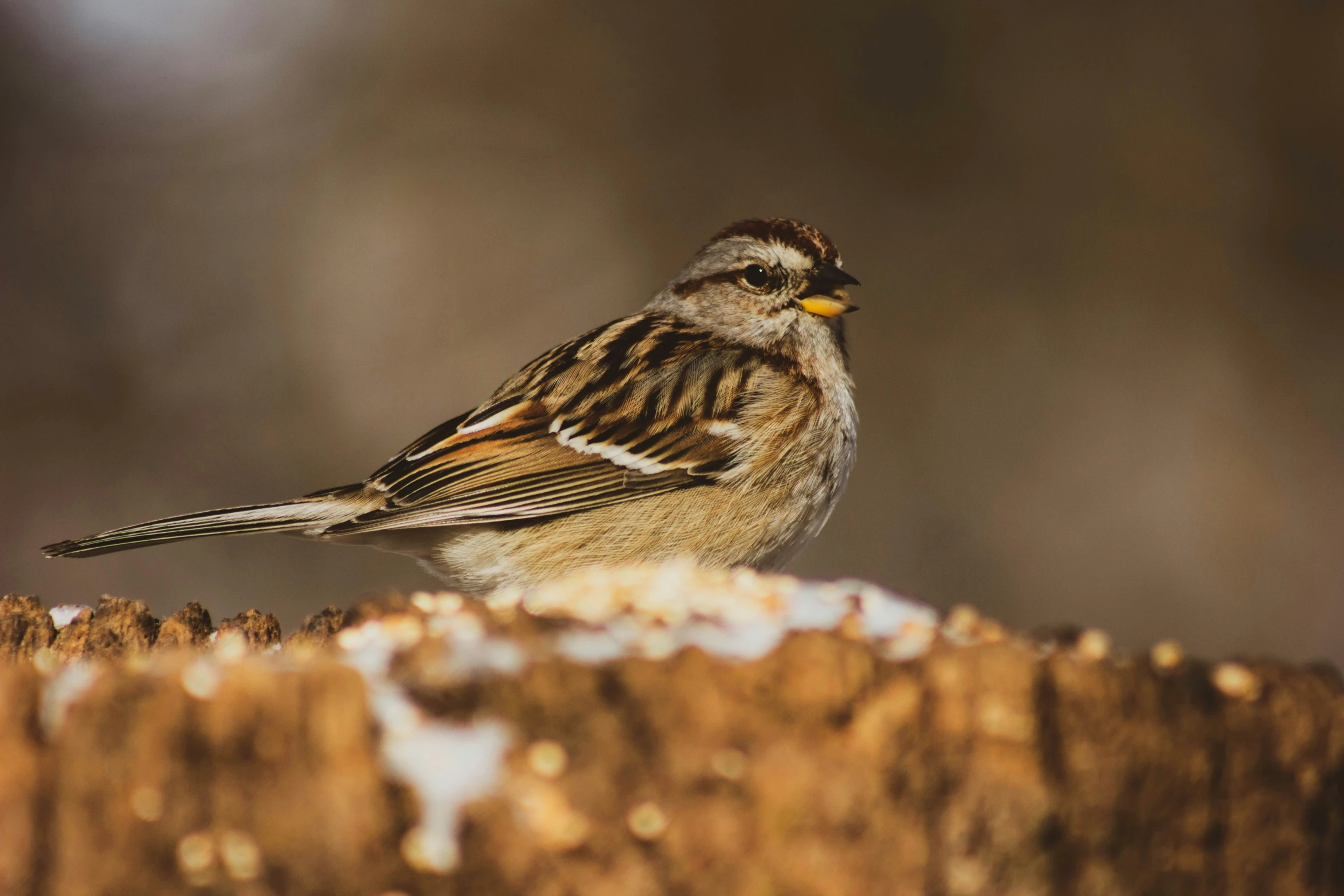 the bird is sitting on top of the tree stump