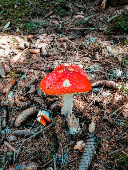 a mushroom that has been growing on the ground