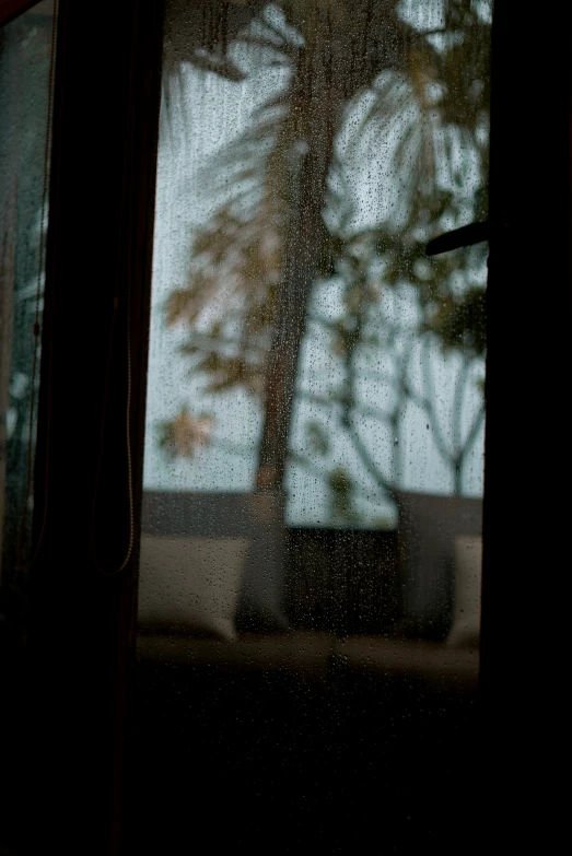 tree reflected in the window at night