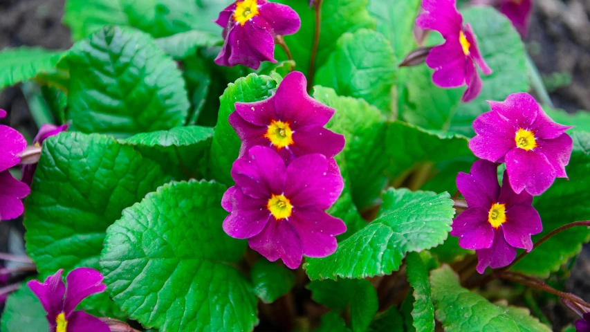 a close up of a group of flowers with green leaves