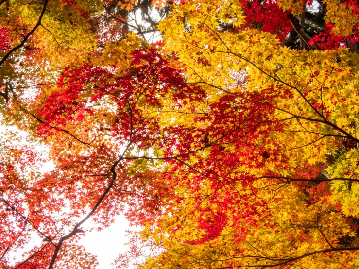 a group of bright colored trees in a forest