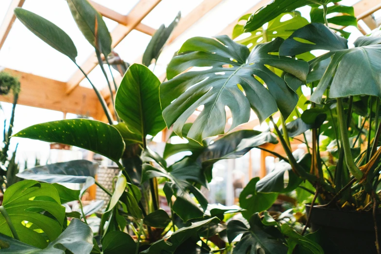 there is plants and other foliage growing in a glass house