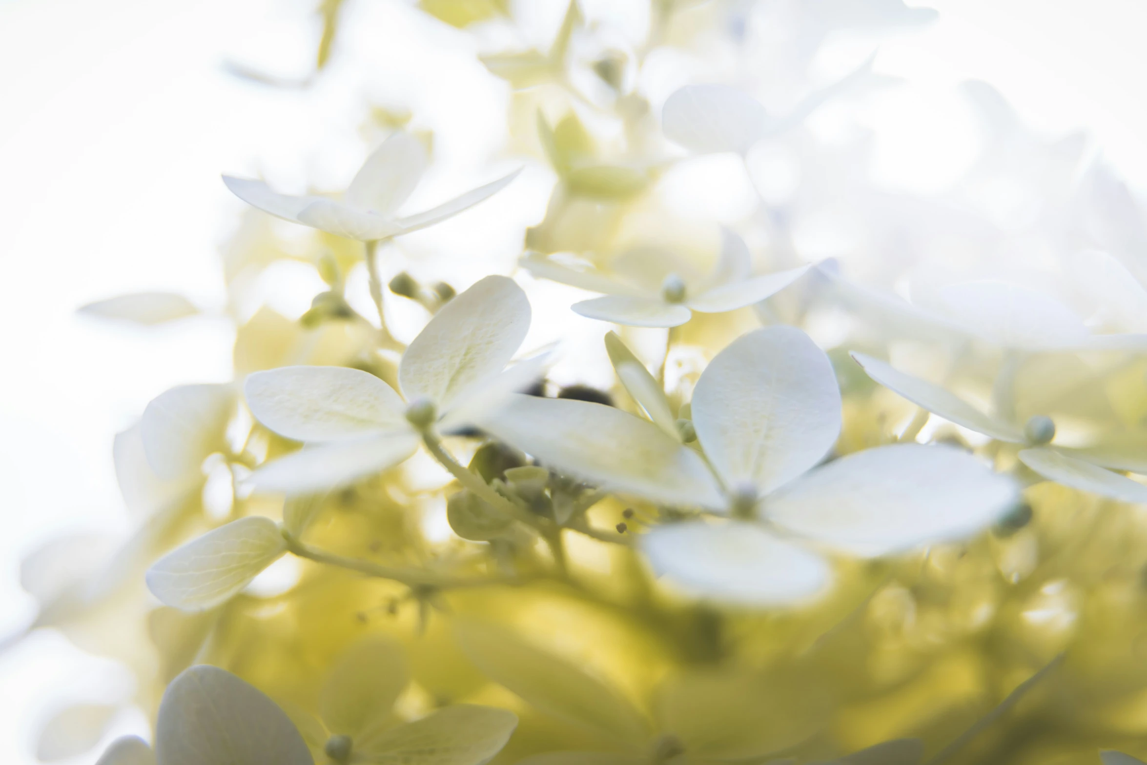 a bunch of white flowers with green leaves