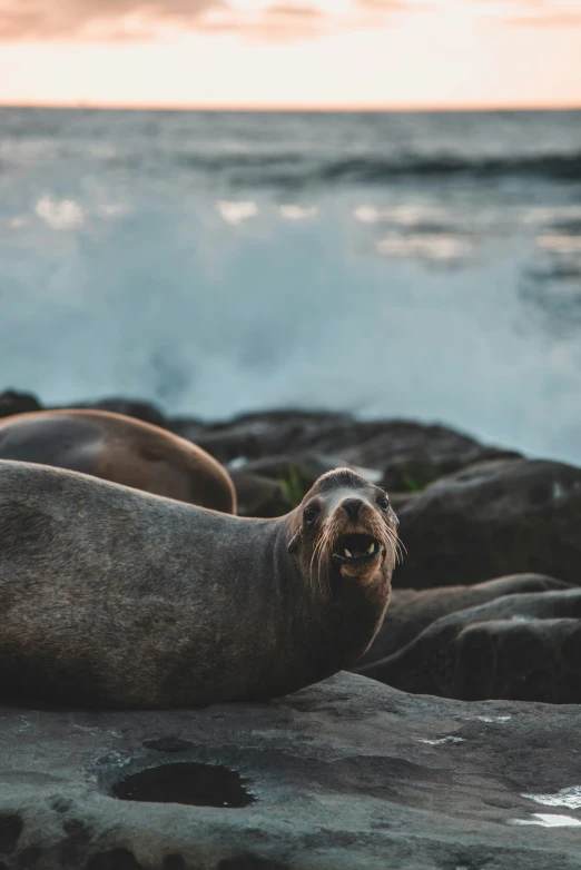 a seal in the water with other rocks in the background