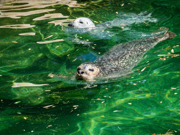 a large gray animal swimming across a body of water