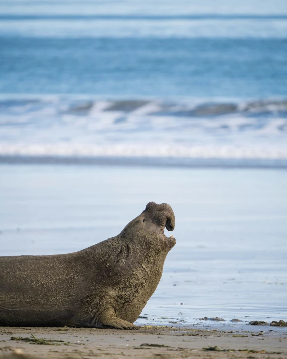 a seal on the beach is looking at the water