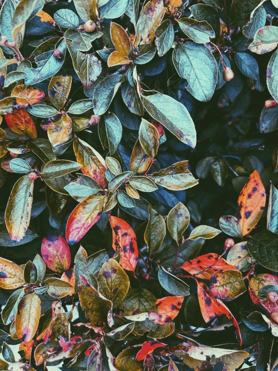 an image of green leaves and brown leaves