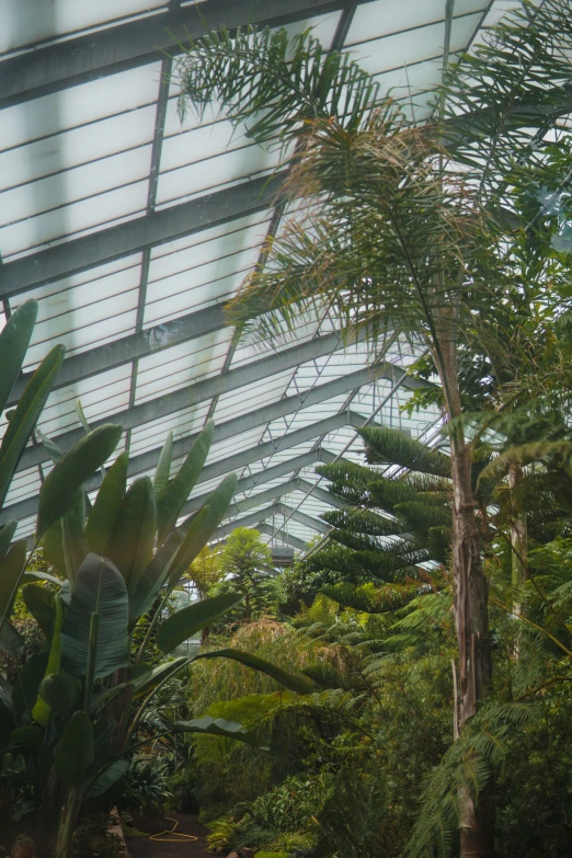 the inside view of a tropical building made of glass