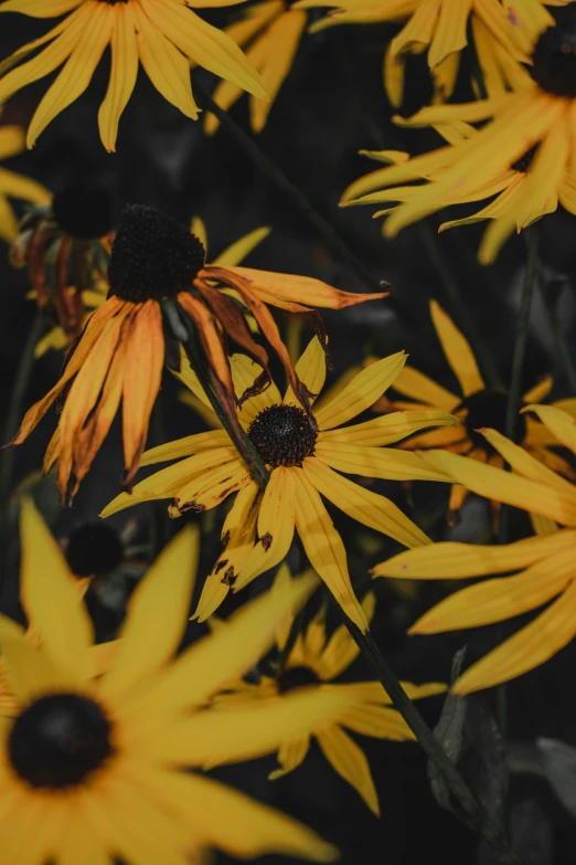 flowers with yellow centers blooming in the middle of the day